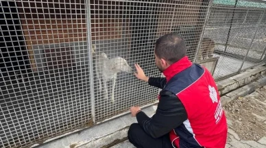 Kütahya vakıfları sahipsiz hayvanlara mama desteği sağladı