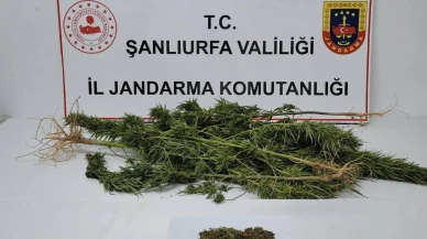 Şanlıurfa'da jandarma operasyonunda 91 uyuşturucu hap ele geçirildi