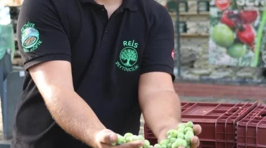 Fethiye ve Seydikemer’de zeytin hasadı hızla devam ediyor