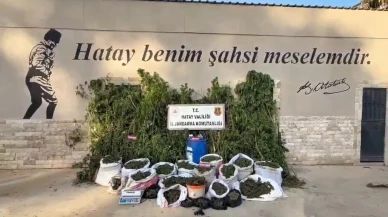 Hatay'da jandarma operasyonunda 1.876 kök kenevir ele geçirildi