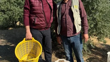 Alaşehir Belediye Başkanı Öküzcüoğlu çiftçilerle zeytin hasadı yaptı