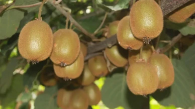 Ordu kivisinde rekolte zirai don nedeniyle yarıya düştü