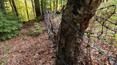 Kütahya’nın domaniç ilçesinde ayılar ahududu bahçesini tahrip etti