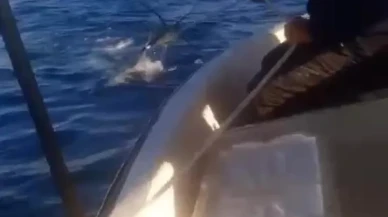 Hatay'da balıkçıların teknesine devasa köpekbalığı dolandı