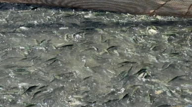 Tercan Baraj Gölü'nde balık üretimi bölge ekonomisini canlandırıyor