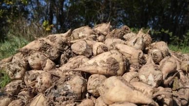 Tarım Bakanlığı kuraklığa rağmen şeker pancarı üretimini sürdürecek