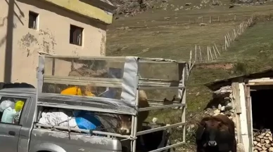 Gümüşhane’de ineklerin yayla vedası sosyal medyada viral oldu