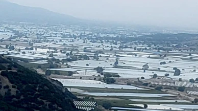 Sarigöl üzüm üreticileri ihracatın hızlanmasını bekliyor