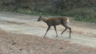 Çankırı'da fotokapanlarla karacaların doğal yaşamı görüntülendi