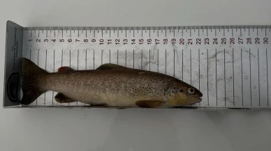 Tunceli'de kırmızı benekli alabalık avlayan şahsa ceza kesildi