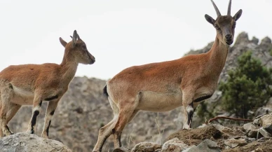 Adana Pozantı'da yaban keçileri doğal ortamda görüntülendi