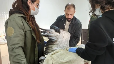 Ardahan'da yaralı turna Kafkas Yaban Hayvanı Kurtarma Merkezi'nde tedavi altında