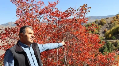 Erzurum'un Oltu ilçesinde kaplaç ağaçları kırmızı renge büründü