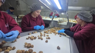 Nazilli Ticaret Odası incir sektöründe uyum çağrısında bulundu