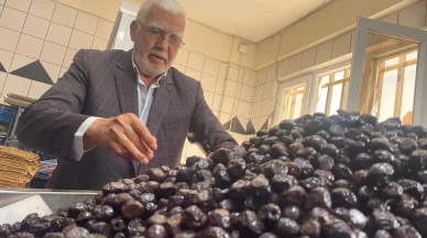 Katırlı Köyü Kooperatifi Gemlik zeytinlerini İsviçre’ye ihraç ediyor