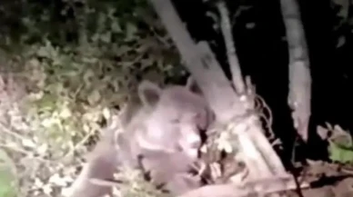 Düzce'de dikenli tellere takılan ayı ekipler tarafından kurtarıldı