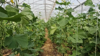 Serdar Güneş Ergani'de 10 bin metrekare salatalık serası kurdu