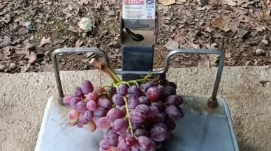 Manisa’nın Sarıgöl ilçesinde Güngör Cerit 1 kilo 740 gramlık üzüm salkımı