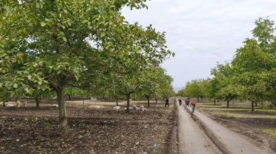 Edirne İpsala'da ceviz hasadı başladı kuraklık rekolteyi düşürdü