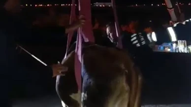 Hatay’da dama çıkan inek itfaiye ekipleri tarafından kurtarıldı