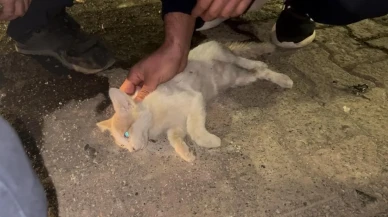 Bingöl’de itfaiye personeli kediye kalp masajı yaptı ancak kurtaramadı.