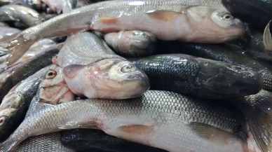 Van’da soğuk havalar inci kefali ilgisini artırdı