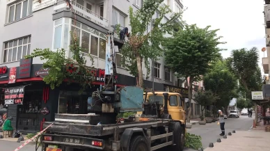 Akdeniz belediyesi sonbahar ağaç bakımı ve budama çalışmaları yürütüyor