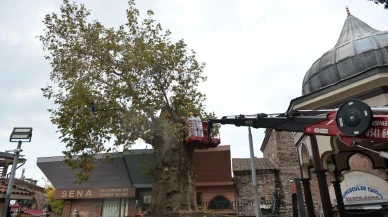 Bursa Ulu Cami'nin 346 yıllık çınar ağacı koruma altına alındı