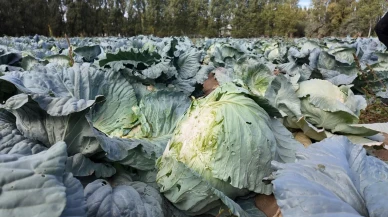 Erciş’te coğrafi tescil işaretli lahana hasadı başladı