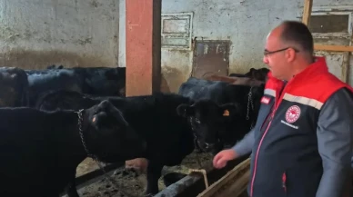 Bayburt'ta etçi ırk damızlık hayvanların kontrolleri yapıldı