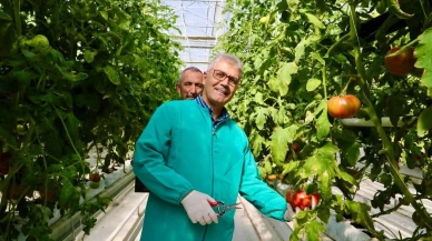 Niğde'de jeotermal enerjiyle seralarda domates hasadı yapıldı