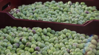 Fethiye ve Seydikemer'de zeytin hasadı bereketli sezonla devam ediyor