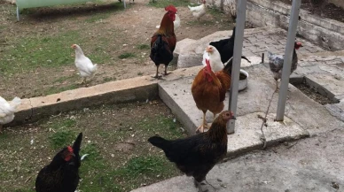 Kozanlı Mahallesi sakinleri CİMER şikayetini yanıtladı