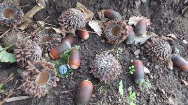 Balıkesir’de TEMA Vakfı öğrencilerle meşe palamudu toplama etkinliği düzenledi