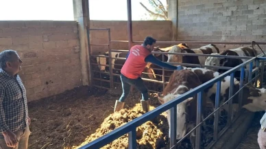 Aydın’ın Köşk ilçesinde şap aşılaması devam ediyor