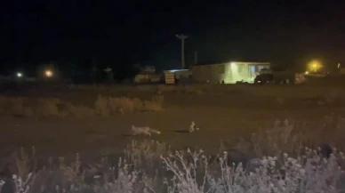 Kars’ta soğuk hava tilkileri Duraklı Köyü’ne indirdi