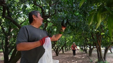 Bodrum'da 72 üreticiden 55 ton yeşil mandalin alımı yapıldı