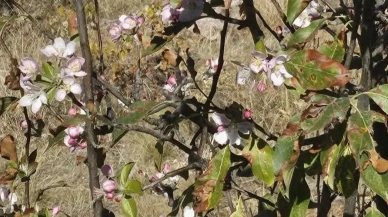 Bozkır’da yağış beklenirken ağaçlar çiçek açtı