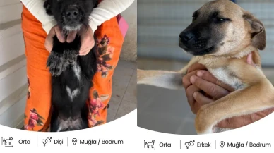 Bodrum Belediyesi sokak hayvanları için yuvalandırma platformu başlattı