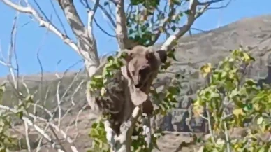 Bayburt’ta yavru ayı köpeklerden kaçarak ağaca tırmandı