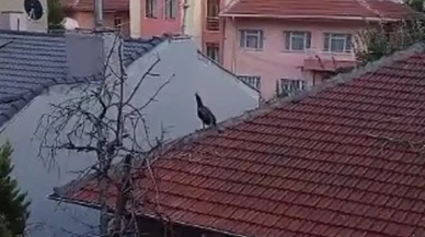 Eskişehir'de müstakil evin çatısında tavus kuşu görüntülendi