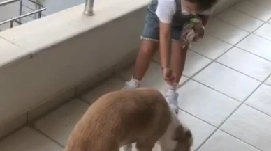 Minik Gökçe Datça'da sokak köpeğini elleriyle besledi