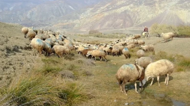 Erzincan'da şap hastalığından ölen hayvanlar gece meraya bırakılıyor