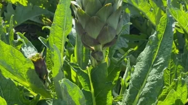 Aydın'da enginar üretimi yükseliyor ve bölge ekonomisine katkı sağlıyor