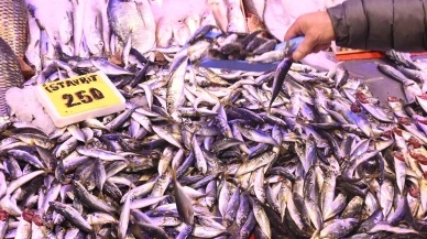 Eskişehir'de İskenderun'dan gelen yılan balığı ve 4 bin dolarlık havyar ilgi görüyor