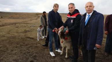 Arpaçay’da Koç Katım Töreni İl Tarım Müdürü Enver Aydın Katılımıyla Gerçekleşti