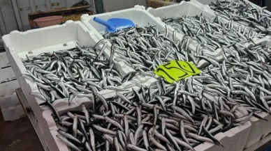Zonguldak'ta olumsuz hava şartları nedeniyle hamsi fiyatları arttı