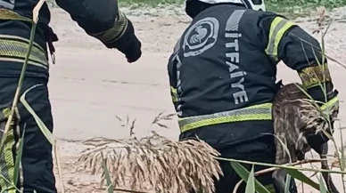 Denizli'de fosseptik çukuruna düşen köpek itfaiye ekipleri tarafından kurtarıldı