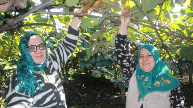 Ordu'da kivi hasadı devam ediyor, ekonomiye 500 milyon TL katkı bekleniyor