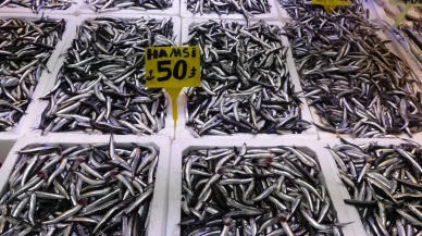 Karadeniz'de bu sezon hamsi bolluğu balıkçıları şaşırttı